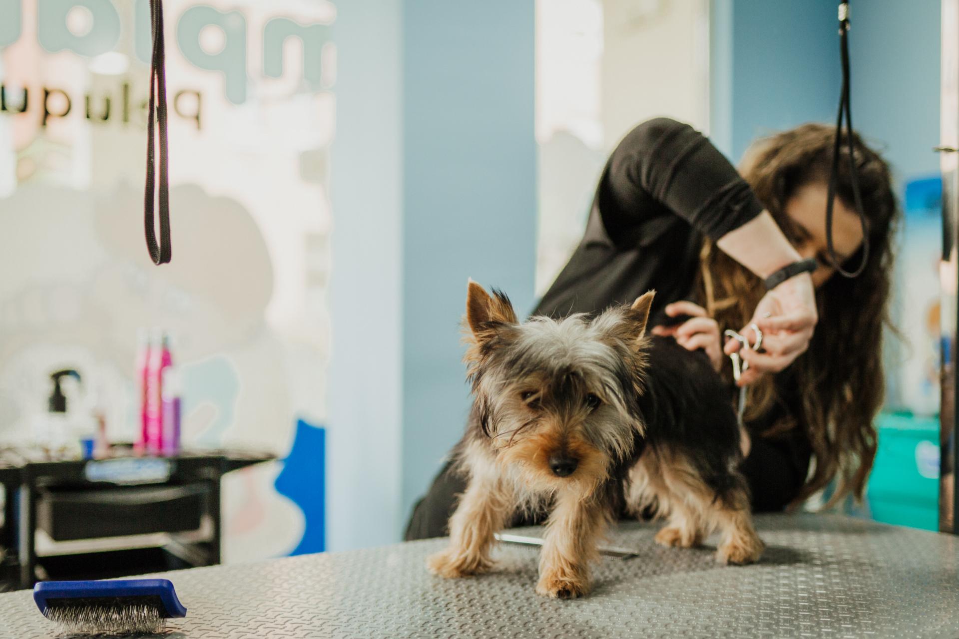 Limpieza perro pequeño
