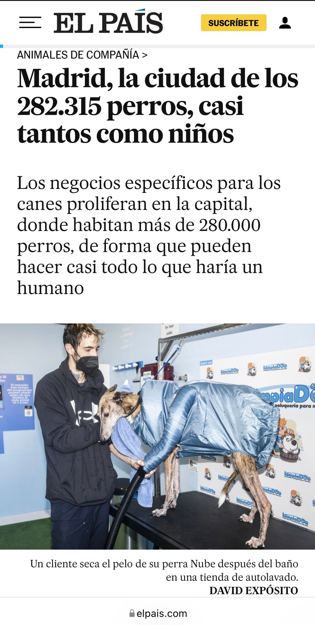 Madrid noticia LimpiaDog
